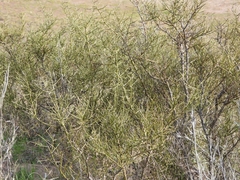 Prosopidastrum angusticarpum