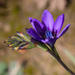 Babiana angustifolia - Photo (c) Carina Lochner, μερικά δικαιώματα διατηρούνται (CC BY-NC), uploaded by Carina Lochner