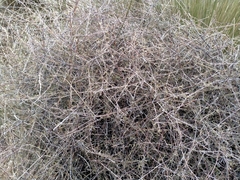 Coprosma elatirioides