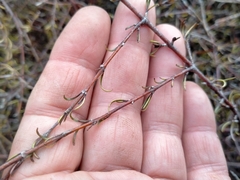 Coprosma elatirioides
