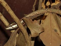 Thelotornis capensis capensis