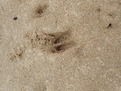 Rusa