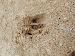 Rusa