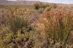 Thamnochortus platypteris