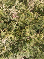 Mimosa quitensis