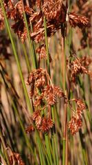 Thamnochortus platypteris