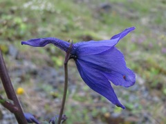 Delphinium flexuosum