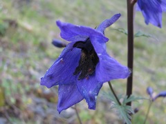 Delphinium flexuosum