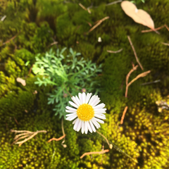 Brachyscome stuartii