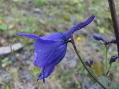 Delphinium flexuosum