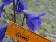 Delphinium flexuosum