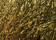 Choretrum glomeratum