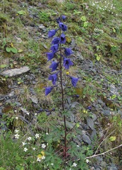 Delphinium flexuosum