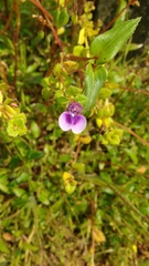Impatiens oppositifolia