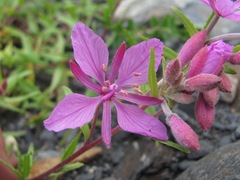 Chamaenerion dodonaei