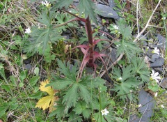 Delphinium flexuosum