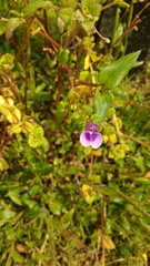 Impatiens oppositifolia
