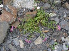 Chamaenerion dodonaei