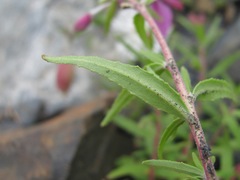 Chamaenerion dodonaei