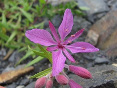 Chamaenerion dodonaei