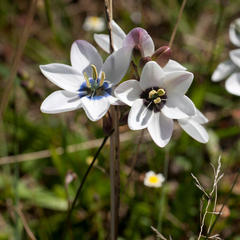 Ixia versicolor