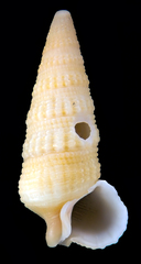 Ataxocerithium applenum