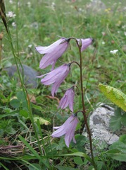 Campanula collina
