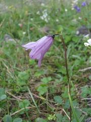 Campanula collina