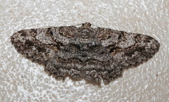Psilalcis isombra
