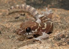 Pachydactylus formosus