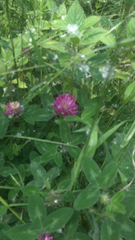 Trifolium medium