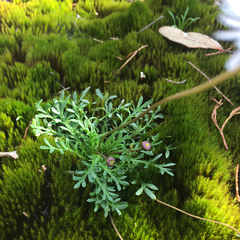 Brachyscome stuartii