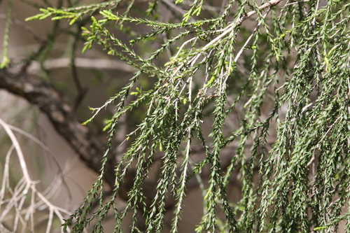 Image of Melaleuca irbyana by (c) Greg Tasney, some rights reserved (CC BY-SA)