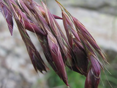 Bromus variegatus