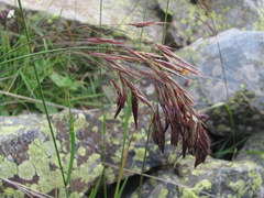 Bromus variegatus