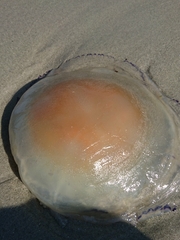 Rhizostomatoidea