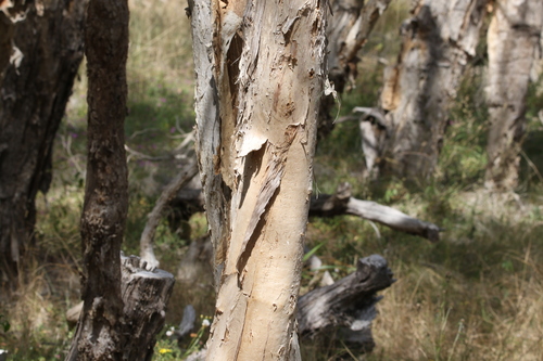 Image of Melaleuca irbyana by (c) Greg Tasney, some rights reserved (CC BY-SA)
