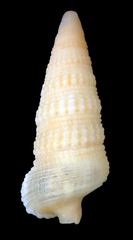 Ataxocerithium applenum