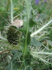 Cirsium rhizocephalum