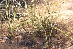 Chlorophytum viscosum