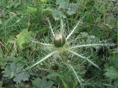 Cirsium rhizocephalum