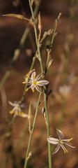 Chlorophytum viscosum
