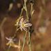 Chlorophytum viscosum - Photo (c) Nick Helme, algunos derechos reservados (CC BY-SA), subido por Nick Helme