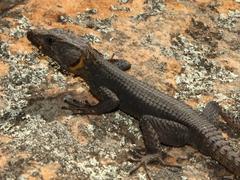 Hemicordylus capensis
