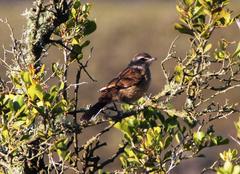 Cercotrichas coryphoeus cinerea