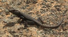 Hemicordylus capensis