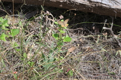 Chenopodium robertianum