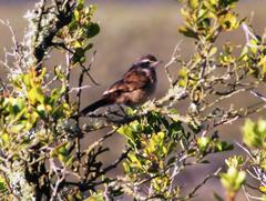Cercotrichas coryphoeus cinerea