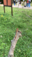 Sympetrum meridionale