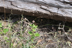 Chenopodium robertianum